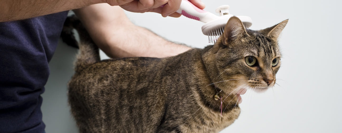 Katze hat Schuppen Symptome & Ursachen PURINA